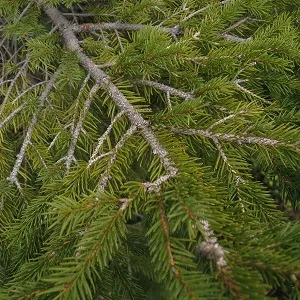 Хвойные опилки оптом в Челябинске купить - оперативная доставка по всей России