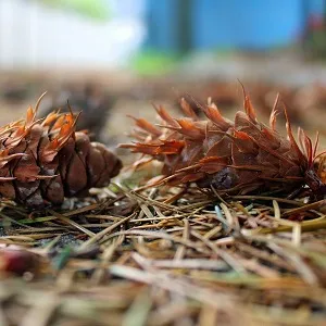 Хвойные опилки оптом в Челябинске от завода-производителя Лигнум Ресурс