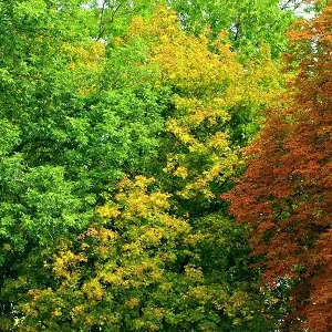 Лиственные опилки оптом в Челябинске купить - оперативная доставка по всей России