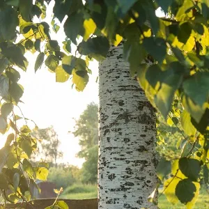 Опилки березовые оптом в Челябинске купить - оперативная доставка по всей России