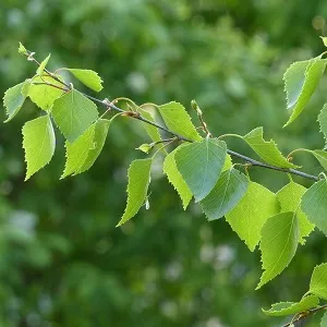 Опилки березовые оптом в Челябинске от завода-производителя Лигнум Ресурс