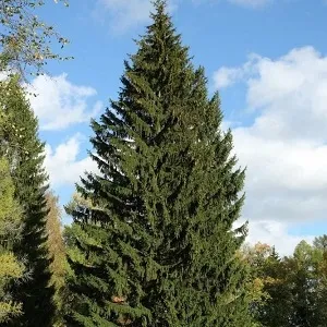 Еловые опилки оптом в Челябинске купить - оперативная доставка по всей России