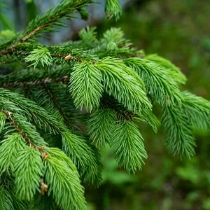 Еловые опилки оптом в Челябинске от завода-производителя Лигнум Ресурс