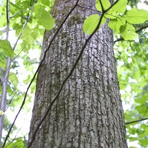 Опилки липовые оптом в Челябинске купить - оперативная доставка по всей России