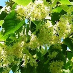 Опилки липовые оптом в Челябинске от завода-производителя Лигнум Ресурс