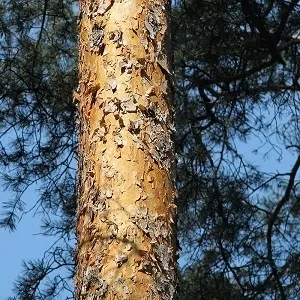 Сосновые опилки оптом в Челябинске купить - оперативная доставка по всей России