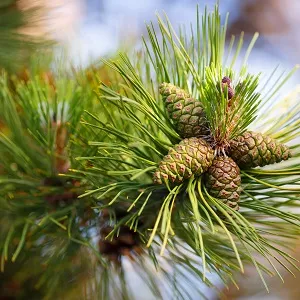 Сосновые опилки оптом в Челябинске от завода-производителя Лигнум Ресурс