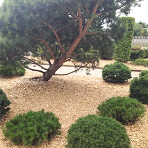 Хвойная щепа оптом в Челябинске купить - оперативная доставка по всей России